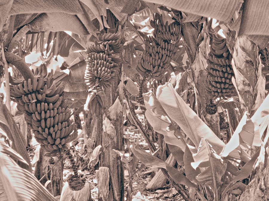 Platanos_tacande